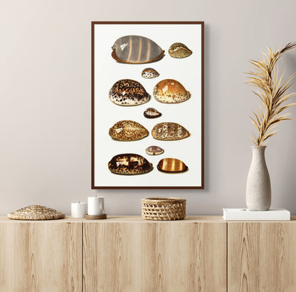 Sjøskjell - Vintage kunstplakat - Retrotrykk