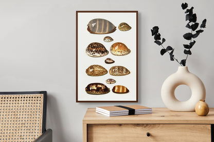 Sjøskjell - Vintage kunstplakat - Retrotrykk