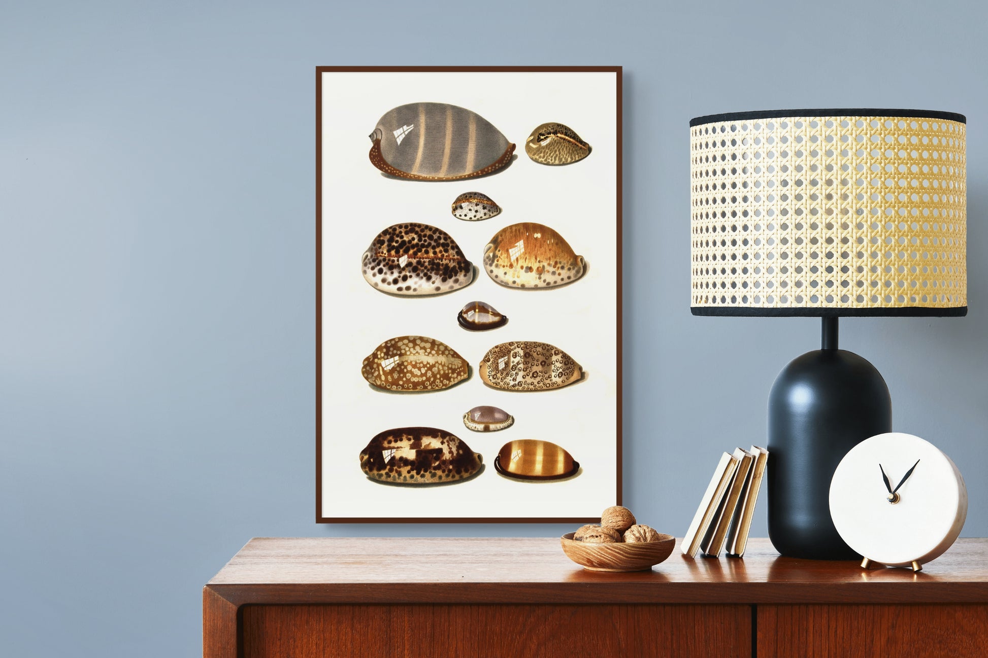 Sjøskjell - Vintage kunstplakat - Retrotrykk