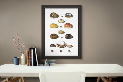 Sjøskjell - Vintage kunstplakat - Retrotrykk