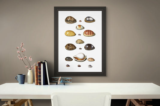 Sjøskjell - Vintage kunstplakat - Retrotrykk