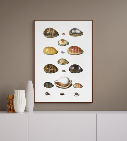 Sjøskjell - Vintage kunstplakat - Retrotrykk