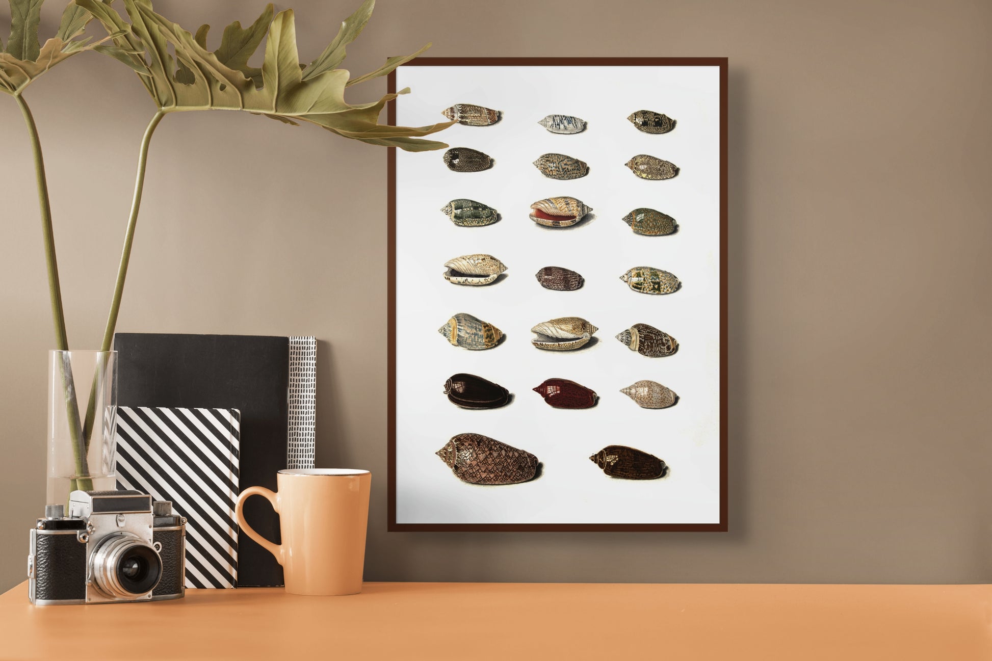 Sjøskjell - Vintage kunstplakat - Retrotrykk