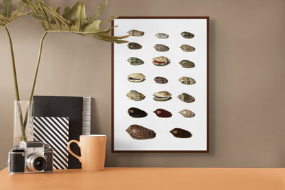 Sjøskjell - Vintage kunstplakat - Retrotrykk