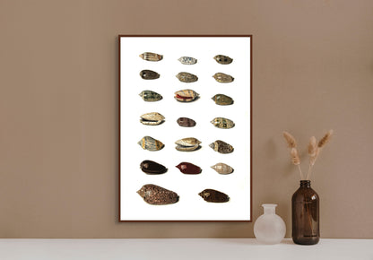 Sjøskjell - Vintage kunstplakat - Retrotrykk