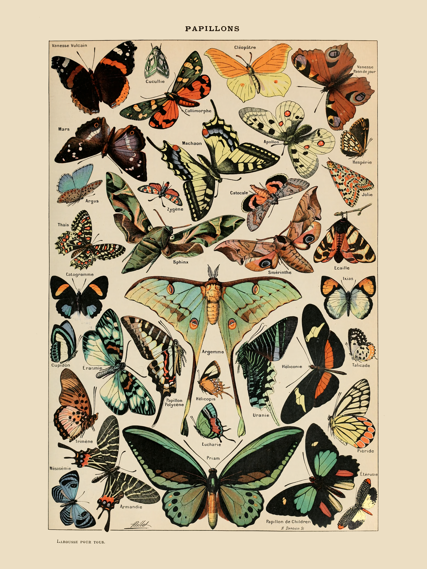 Sommerfugler - Vintage kunstplakat - Retrotrykk