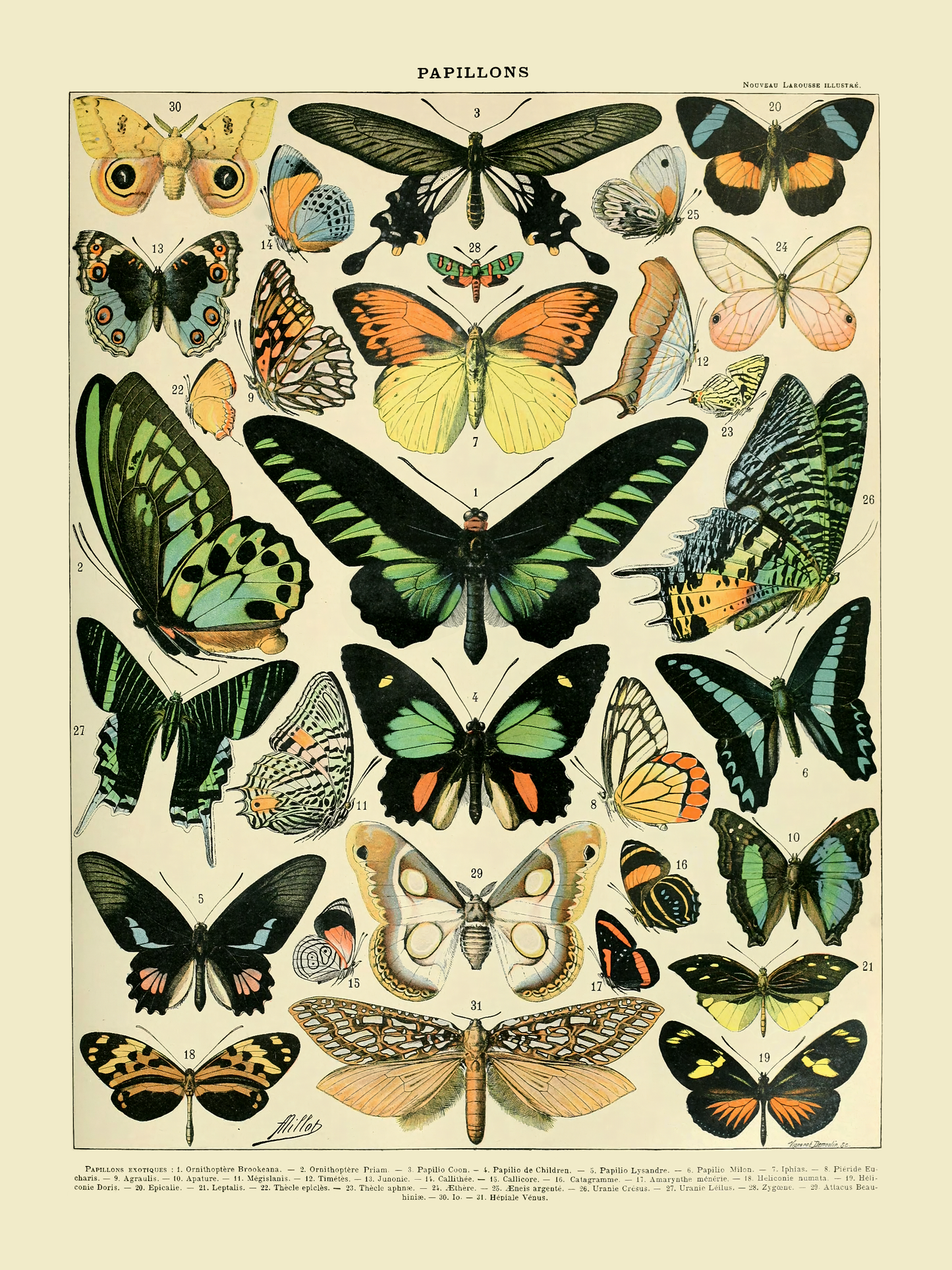 Sommerfugler - Vintage kunstplakat - Retrotrykk