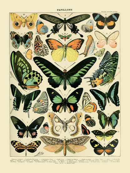 Sommerfugler - Vintage kunstplakat - Retrotrykk
