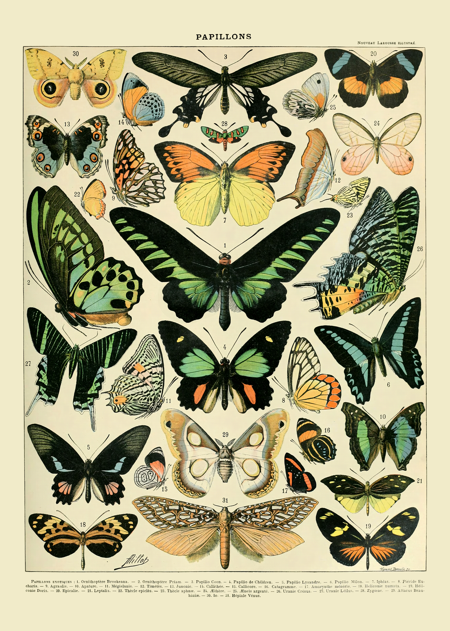 Sommerfugler - Vintage kunstplakat - Retrotrykk