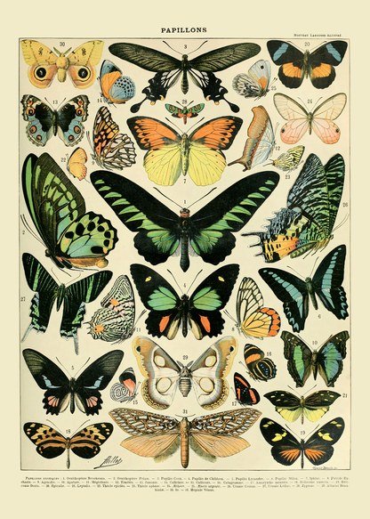 Sommerfugler - Vintage kunstplakat - Retrotrykk