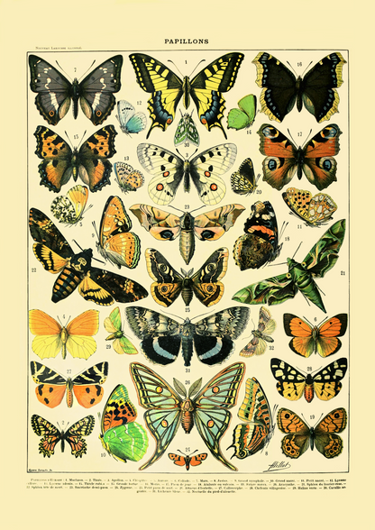 Sommerfugler - Vintage kunstplakat - Retrotrykk