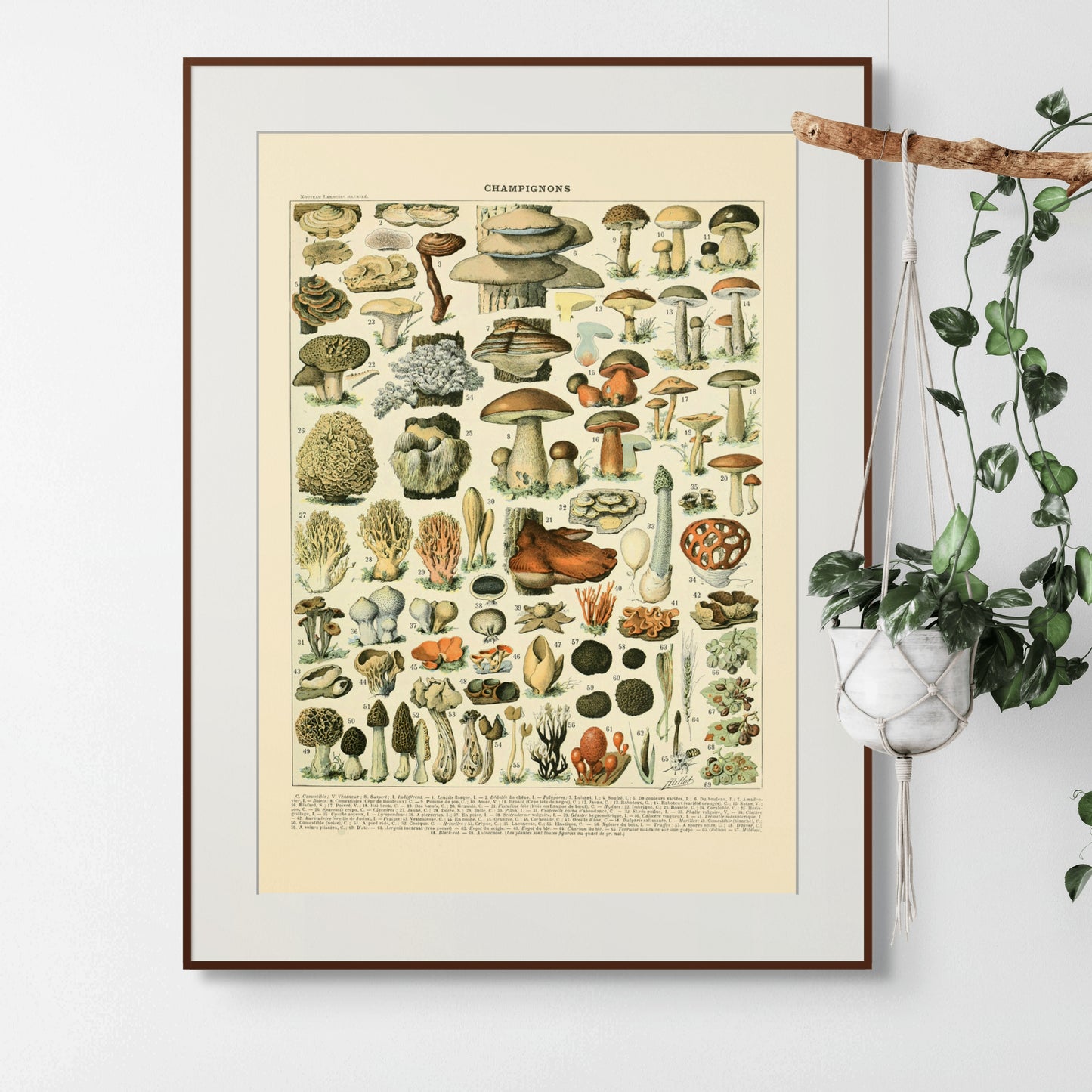 Sopp - Vintage kunstplakat - Retrotrykk