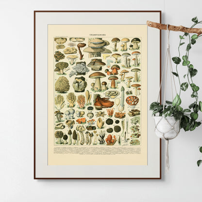 Sopp - Vintage kunstplakat - Retrotrykk